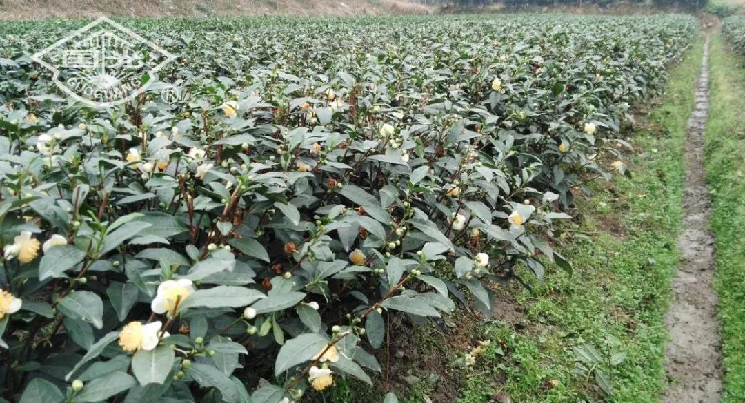 茶树开花影响产量吗,茶树开花结果是什么原因