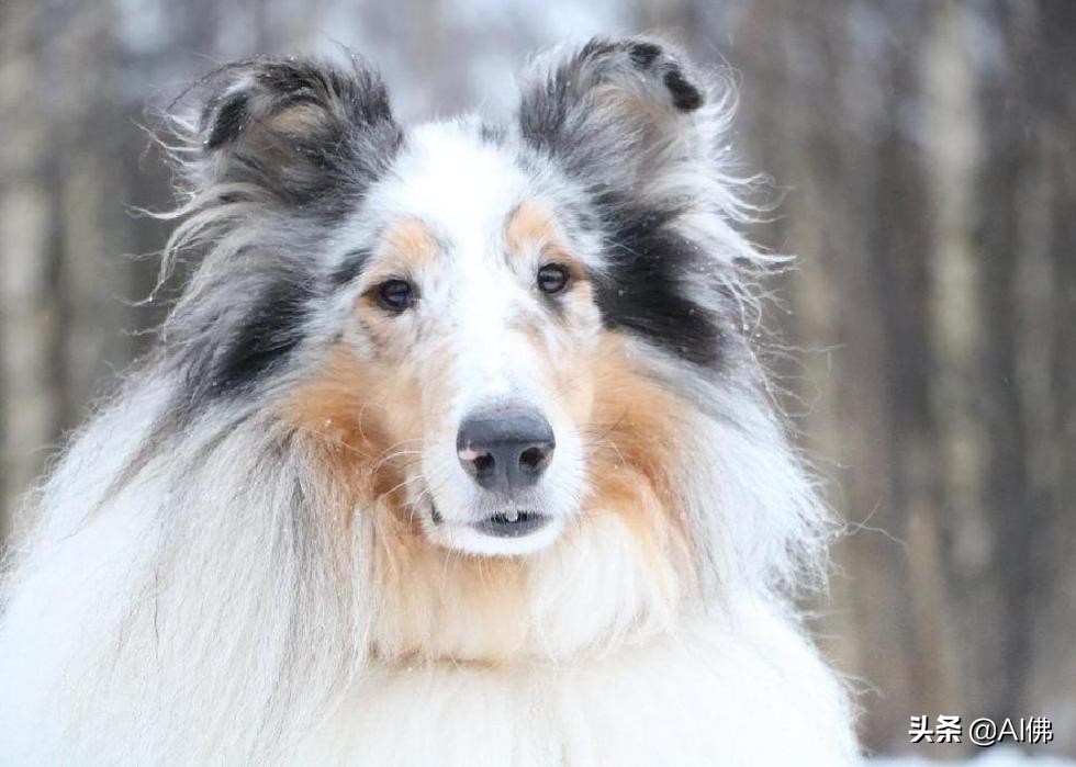 最古老的十大犬种,犬种历史的起源
