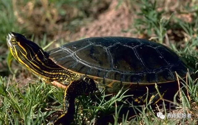 聚维酮碘养龟会死吗,聚维酮碘在水产养殖作用和功效