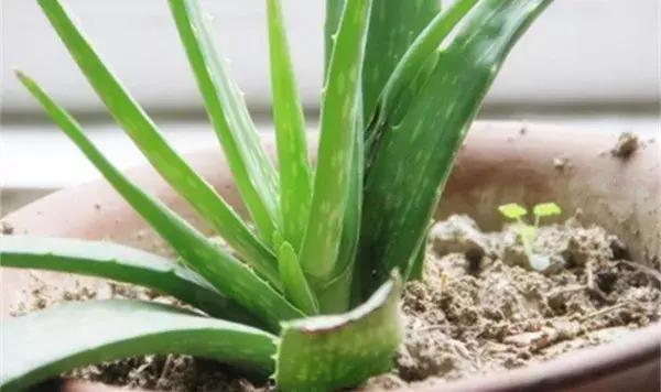 家里养的绿植长白霉怎么处理,家里的绿植老是生虫怎么办