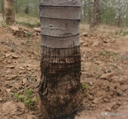 苹果腐烂病或根腐病怎么治,苹果干腐病最佳防治方法