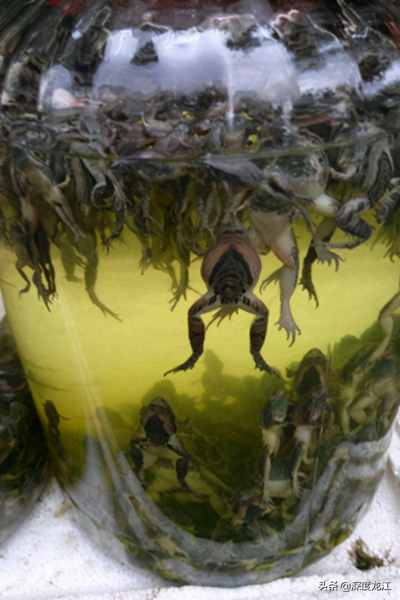 广西104岁老人自制药酒,爷爷泡的10年药酒