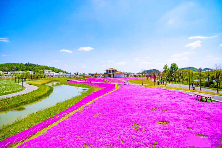 河北芝樱丛生福禄考种植基地,上海芝樱丛生福禄考报价