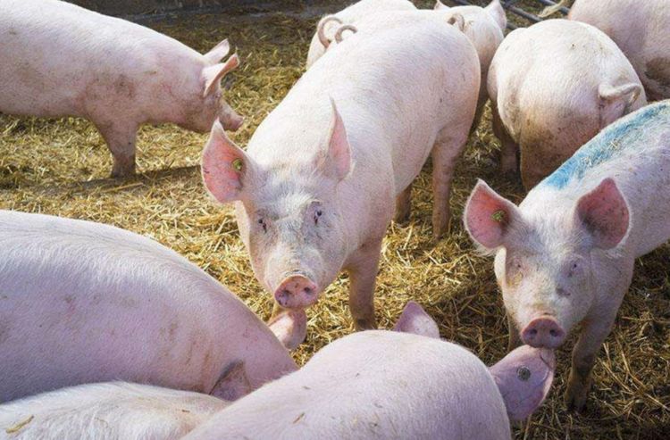 如果猪一直养能长到多少斤,猪一直不杀能养到多重