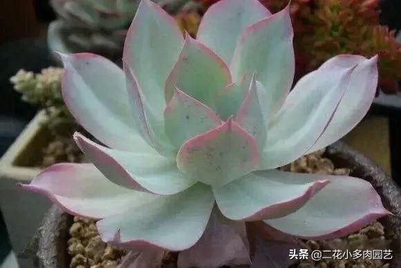 365种·常见花卉图谱，观果和多肉植物收藏篇