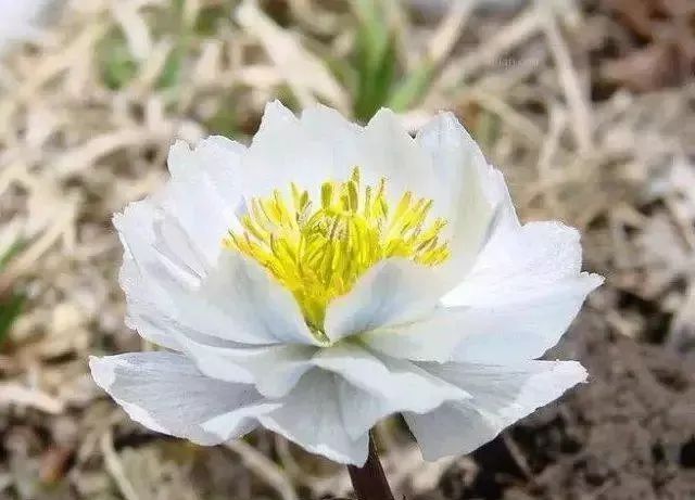 知道家乡的特产怎么发朋友圈,知道自己地区的特产吗