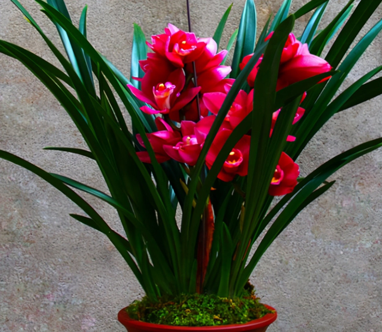 名贵兰花品种名称及图片欣赏,名贵兰花常见品种介绍图片