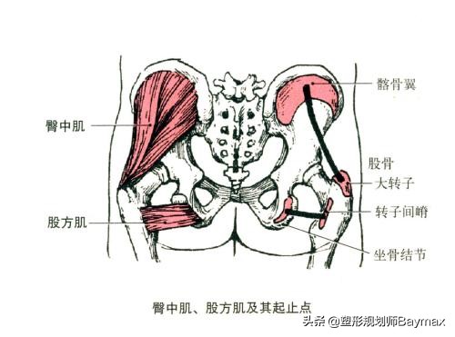 改善臀部两侧凹陷最有效方法负重,填补臀部凹陷大腿要外旋还是内旋