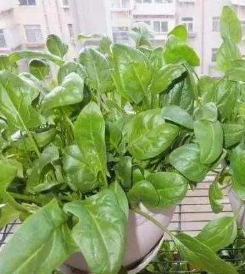 盆栽种菜都能种哪些菜重复采摘,阳台种植四季可种蔬菜种子可观赏