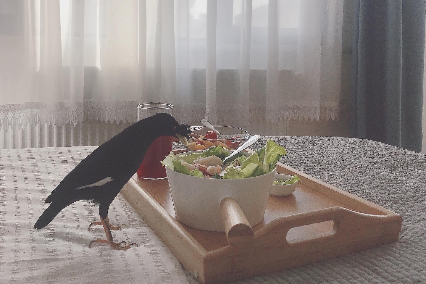 黑八哥怎么喂养雏鸟,八哥雏鸟的正确喂养方法