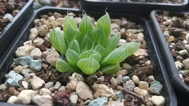 玉露不烂根不徒长,多肉玉露徒长怎么处理