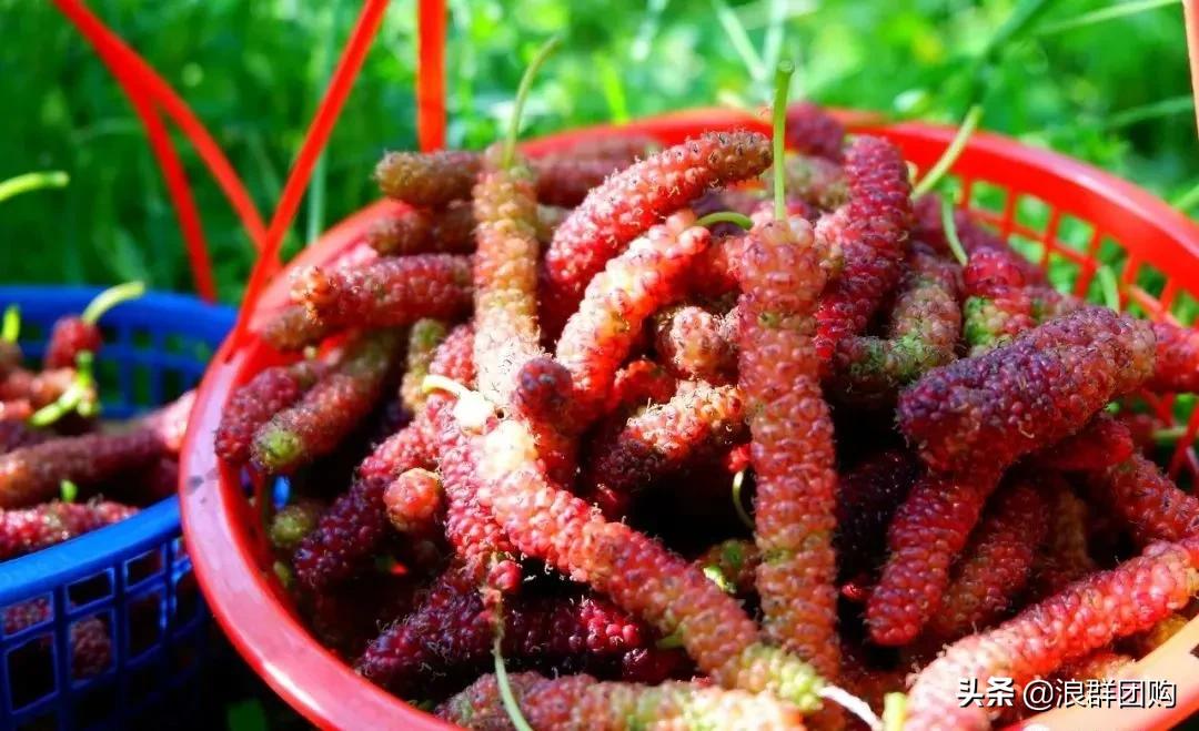 四季果桑有几个品种,新手种果桑哪个品种最好