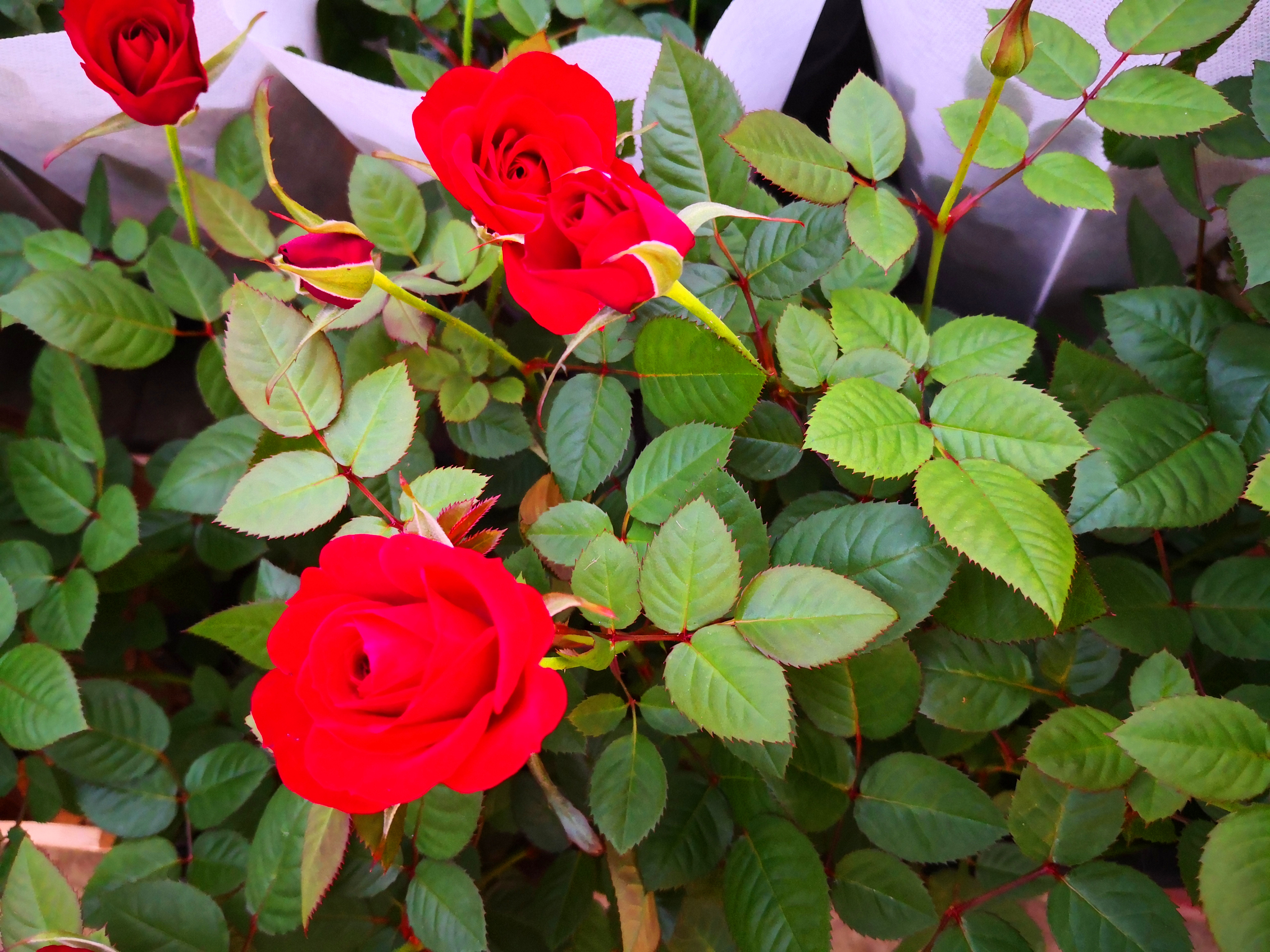 东营最大的花卉批发市场在哪里,东营地区哪里有花卉市场