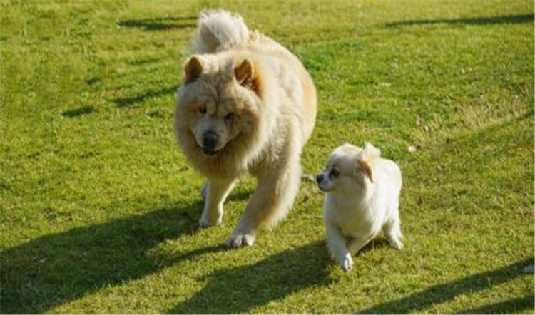 狗妈妈生了几天为什么总刨地,狗妈妈生了小狗要注意什么