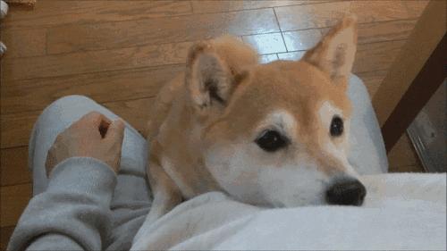 科普小知识：狗狗的基本构造