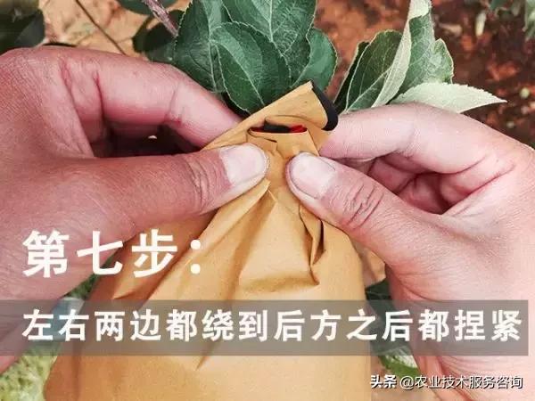 苹果膜袋快速套袋法,苹果套袋视频教程大全