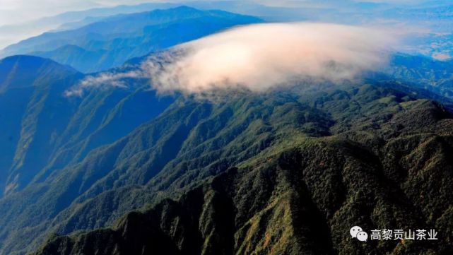 高黎贡山普洱茶生茶2014年,高黎贡山普洱茶品鉴