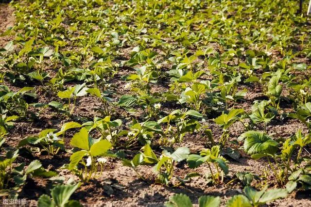 草莓苗好五分收！如何用匍匐茎育壮苗？定植与苗期管理是关键