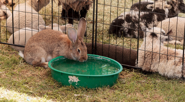 养兔的成功率高吗,养兔技术与经济效益