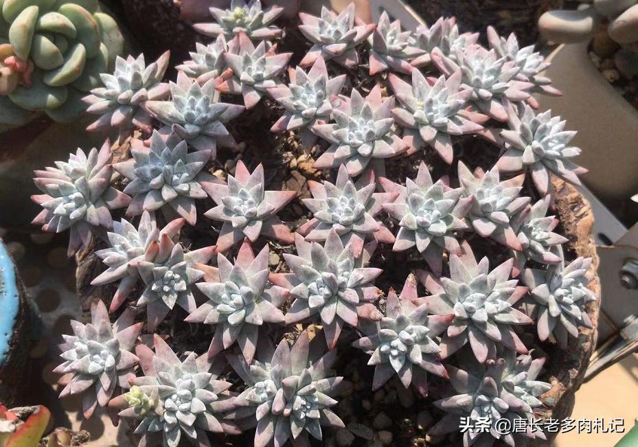 南方夏天闷热多肉,广州潮湿天气多肉怎么养