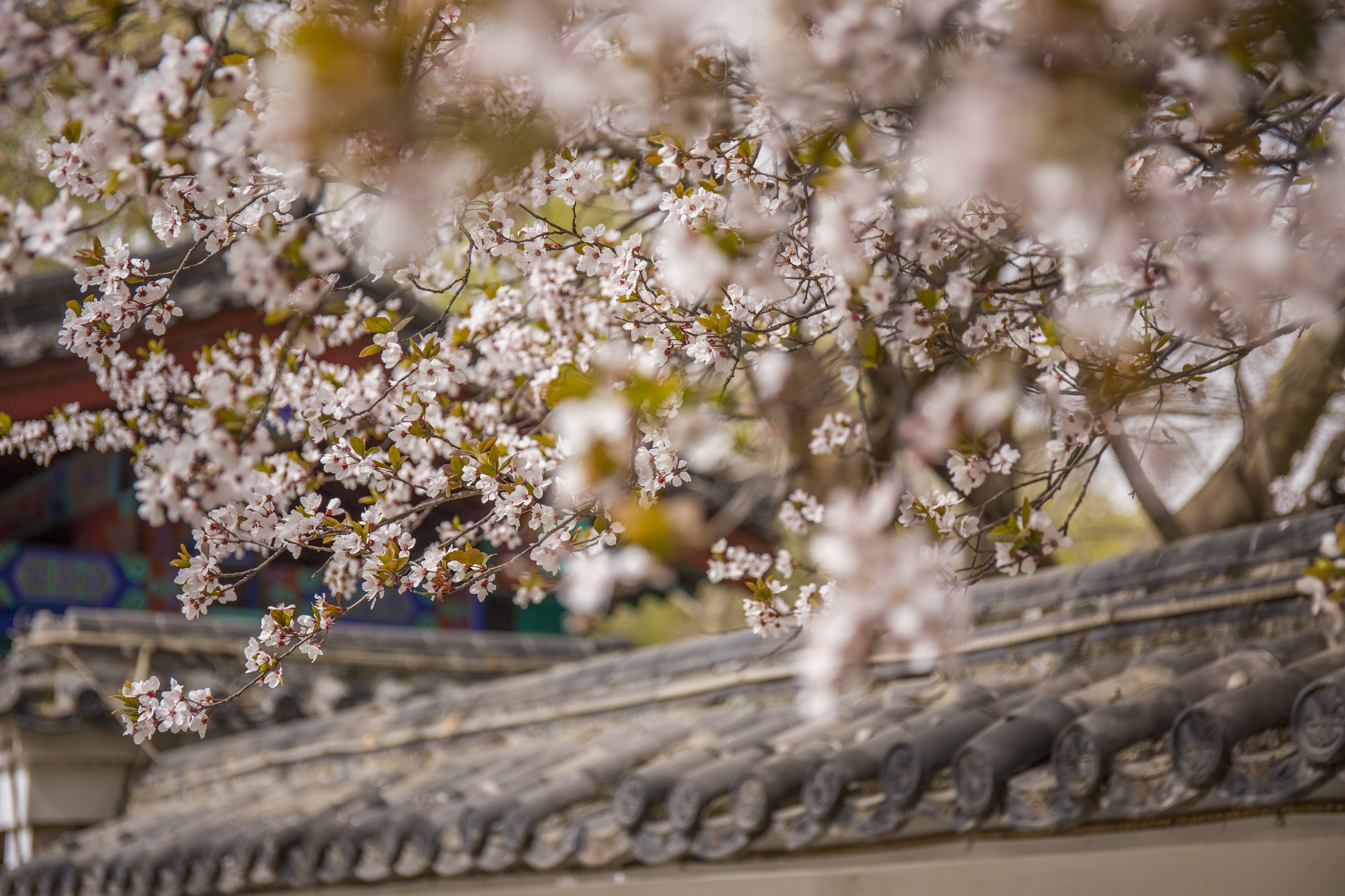济南趵突泉酒和百脉泉酒哪个好,百脉泉和趵突泉哪个好