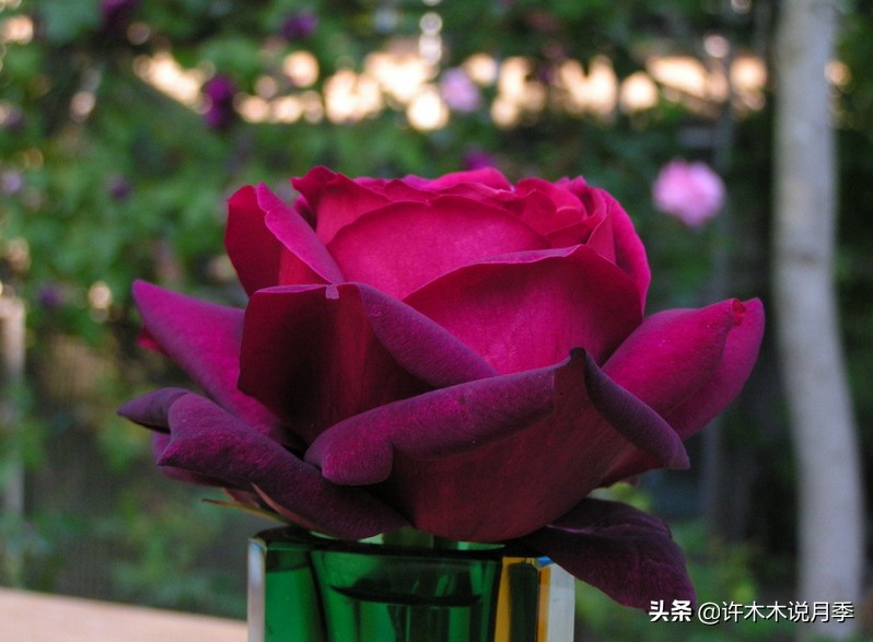 世上有黑色的花吗,世上有黑玫瑰吗