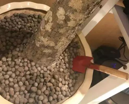 养花的盆要不要戳些洞,养花小知识小技巧大全图解