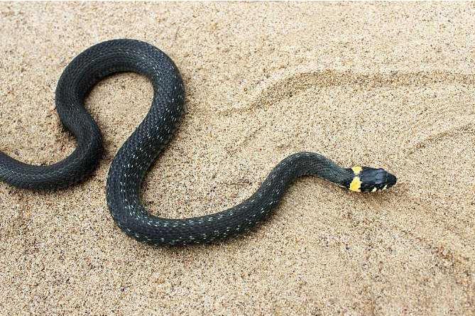 蛇是冷血动物动物吗,为什么蛇会被称为冷血动物