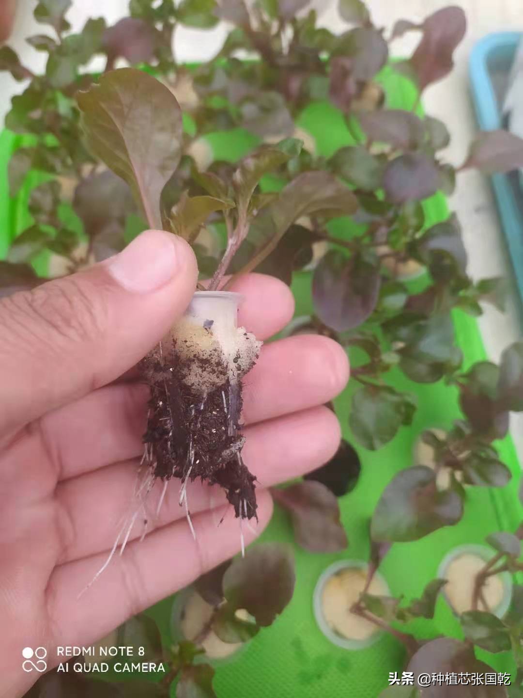 智慧农业创新创业大赛项目推荐,农业创新创业案例分享