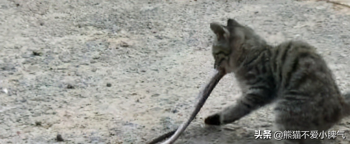 猫怕蛇还是蛇怕猫,猫为什么一点也不怕蛇