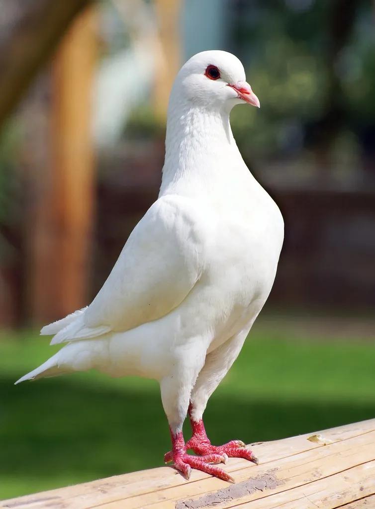 落英缤纷小说阅读,落英缤纷优美词句