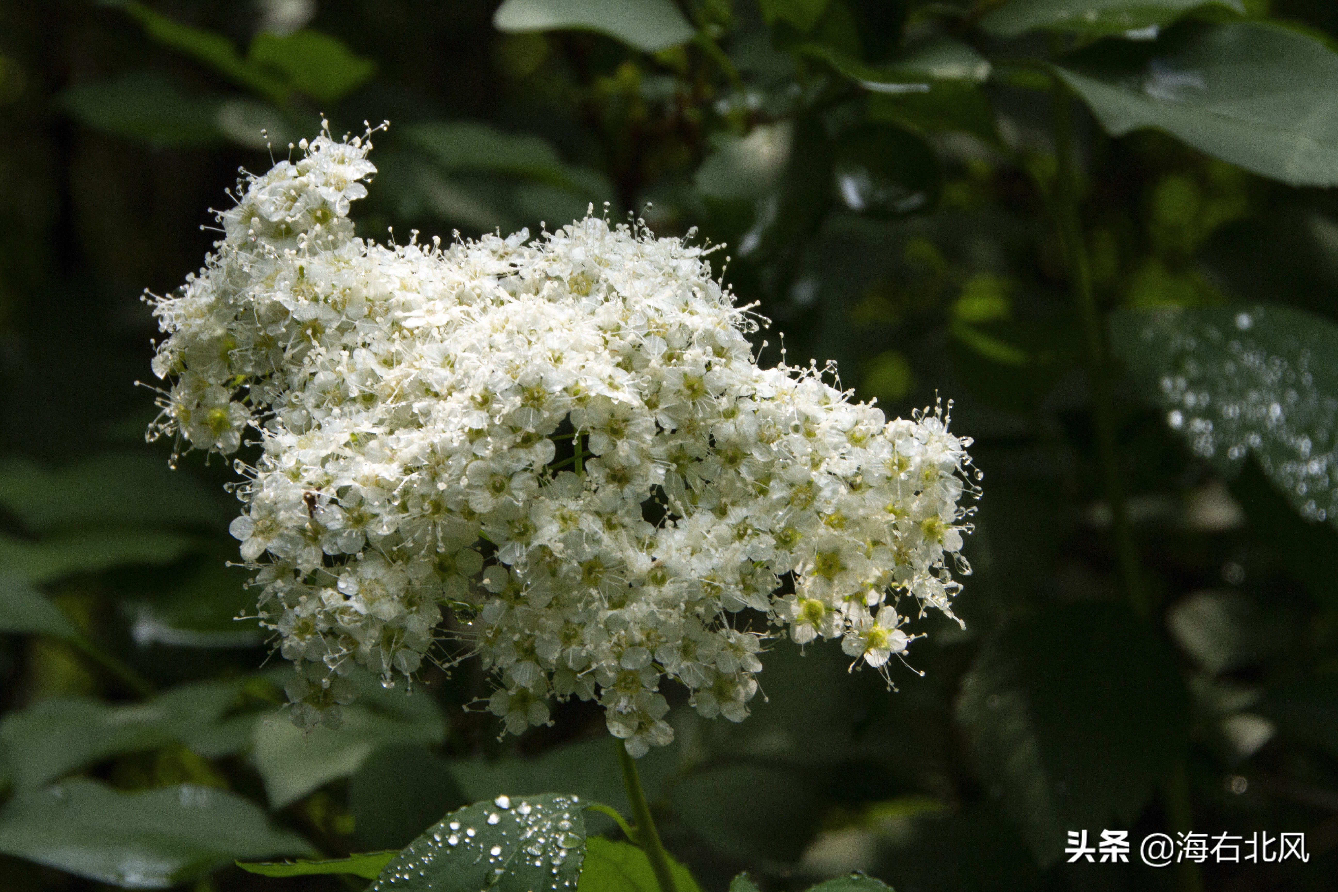 藕池镇有玩游戏的吗,藕塘周边一日游推荐