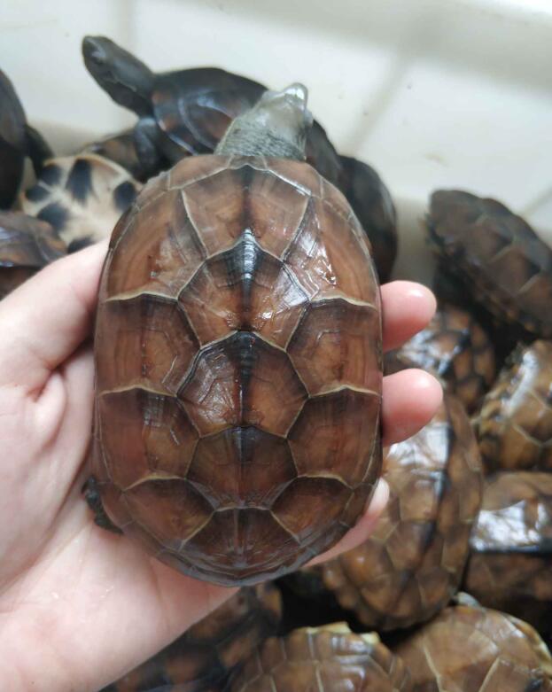 草龟和花龟有什么区别,花龟和草龟哪个性格更好玩