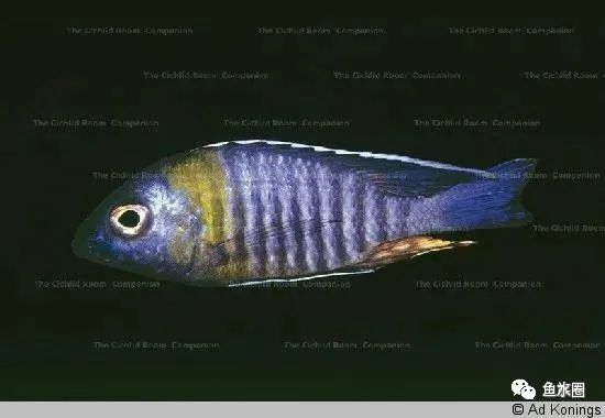 三湖慈鲷马鲷孔雀鱼多久发色,三湖慈鲷鱼之马鲷鱼