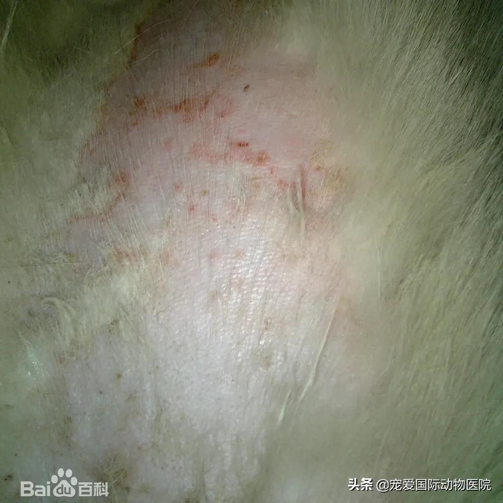 螨虫皮肤病狗狗怎么治疗,狗狗常见螨虫皮肤病用什么药