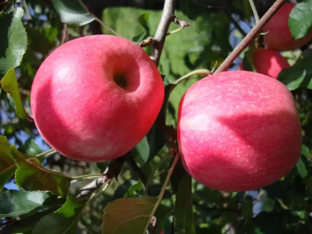 30元一颗的“灵宝金苹果”，如何在跌宕起伏的水果行业稳固生存？