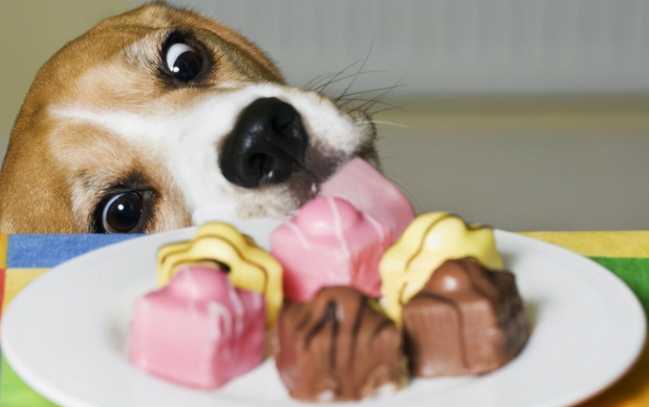 别再嫌弃狗狗舔人脏，其实它想要表达这几件事