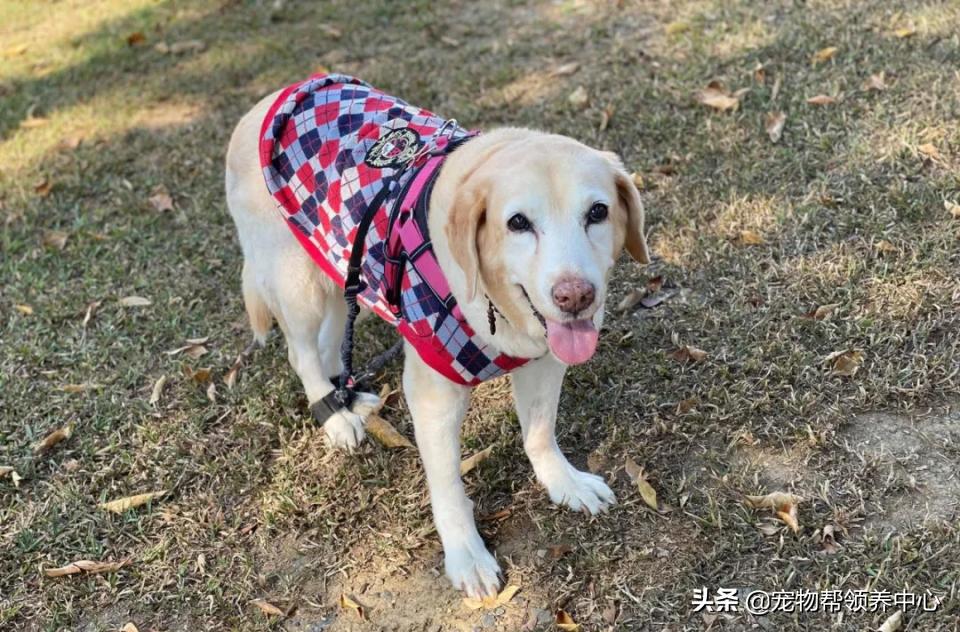 狗狗随地大小便警告语,狗狗随地大小便屡教不改