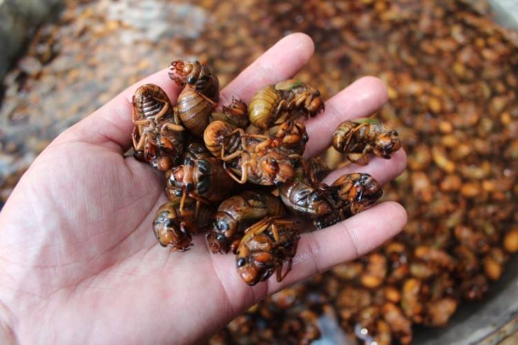 野生知了猴出土时间,野外挖到没有成熟的知了猴