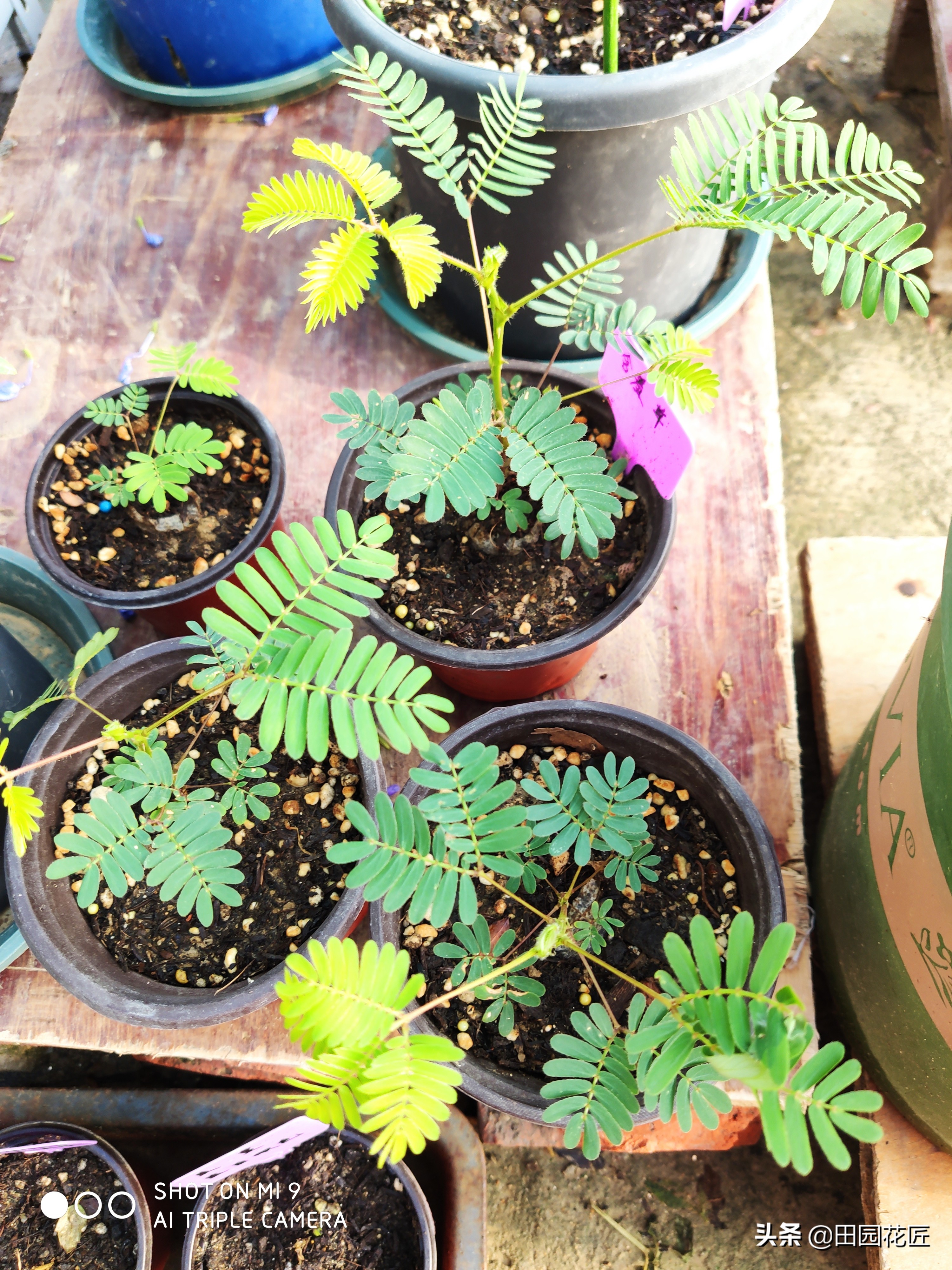 含羞草种子发芽率有多少,哪的含羞草发芽率高