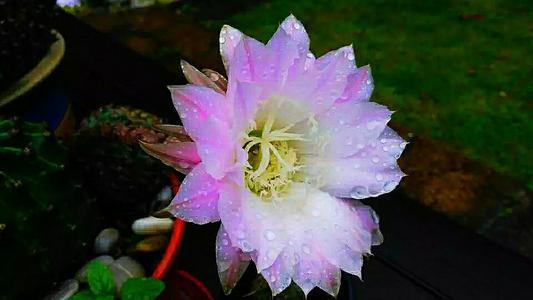 室内适合养这6种花草,9种高级绿植