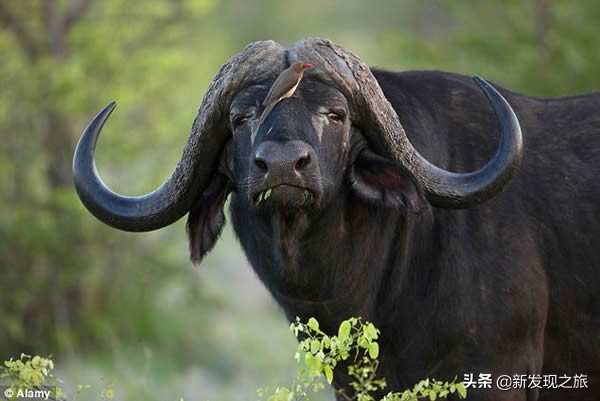 动物简史：从原核生命到人类文明