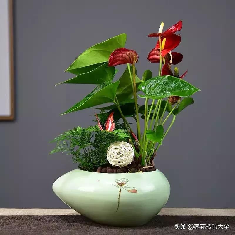 家里适合养几盆红掌,红掌养阳台招财吗