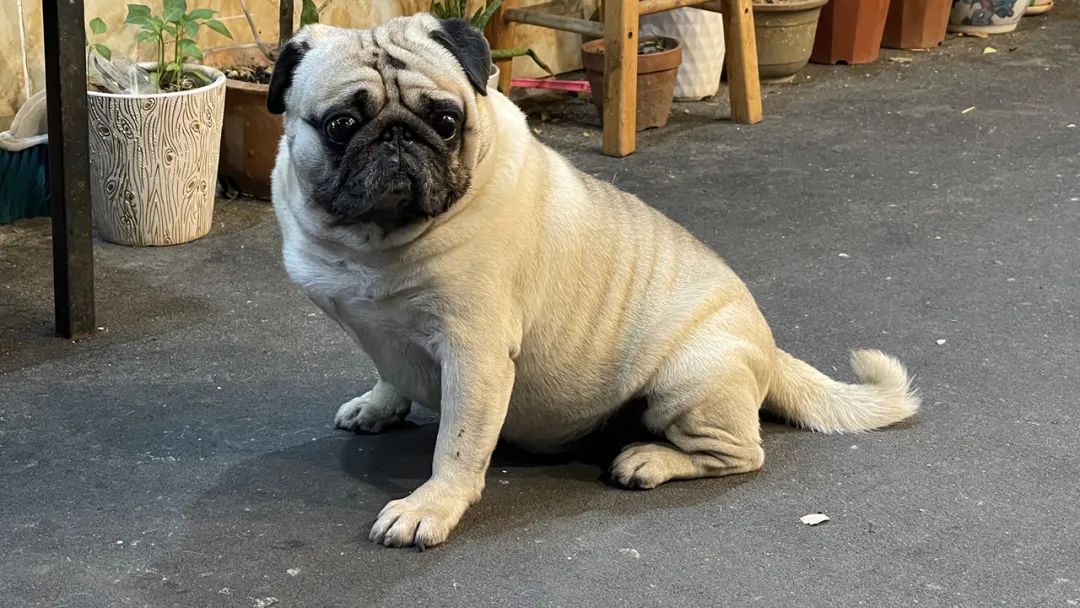 一次惬意的厦门之行,一家三口厦门玩四天