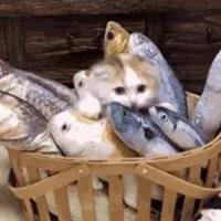 宝宝吃鱼更聪明这七种鱼不能吃,宝宝吃这几种鱼最聪明