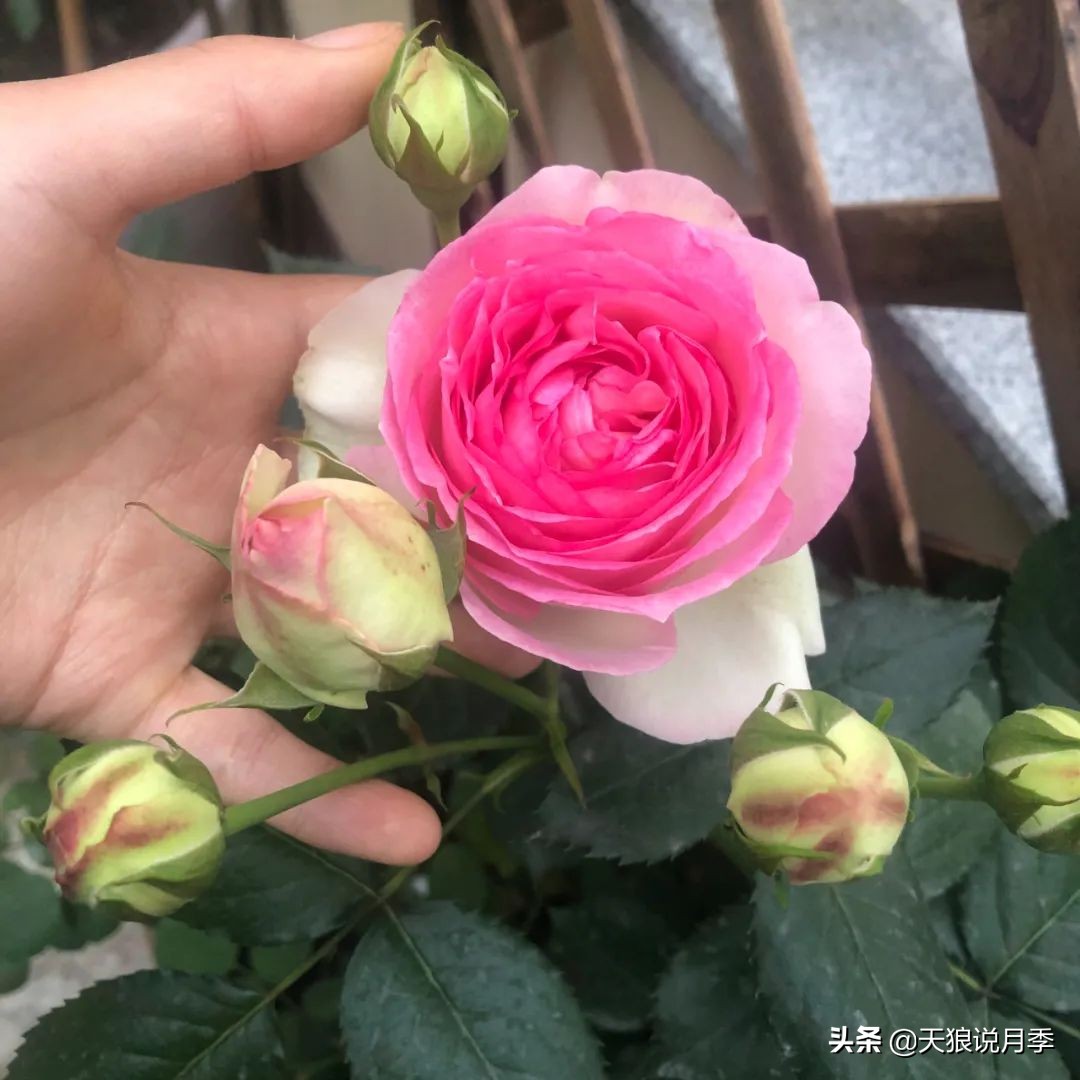 怎么打造露台小花园,如何打理自己的露台小花园