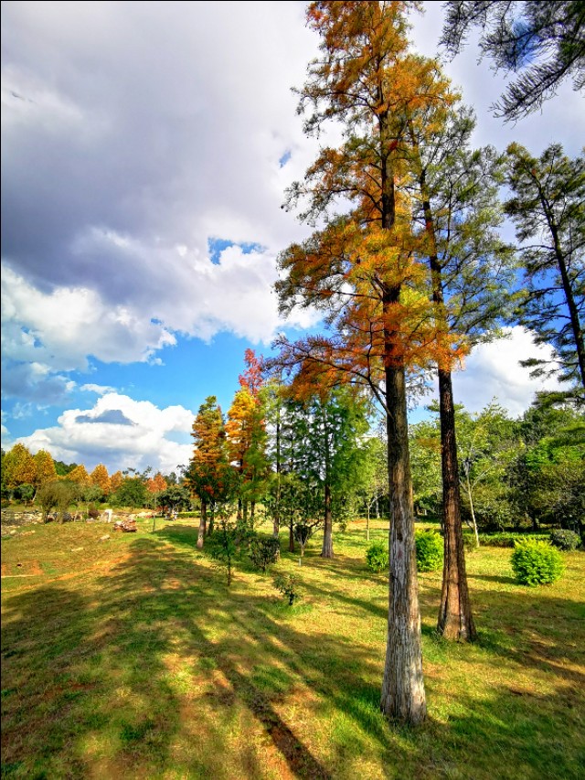 赏景听歌笑红尘,秋叶笑红尘赏析