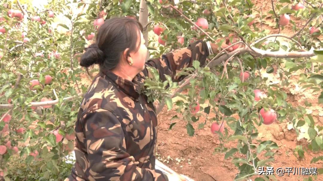又香又脆又甜的苹果,好吃的苹果又脆又甜青苹果