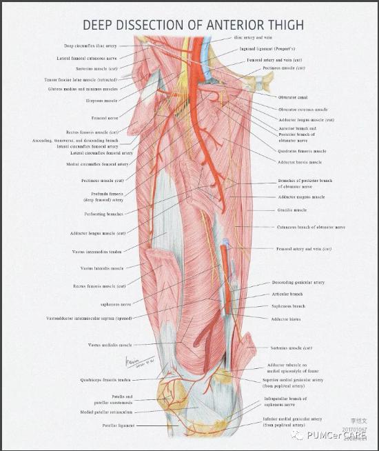 医学解剖创意绘画及作品简介,解剖手骨绘图大赛手绘图
