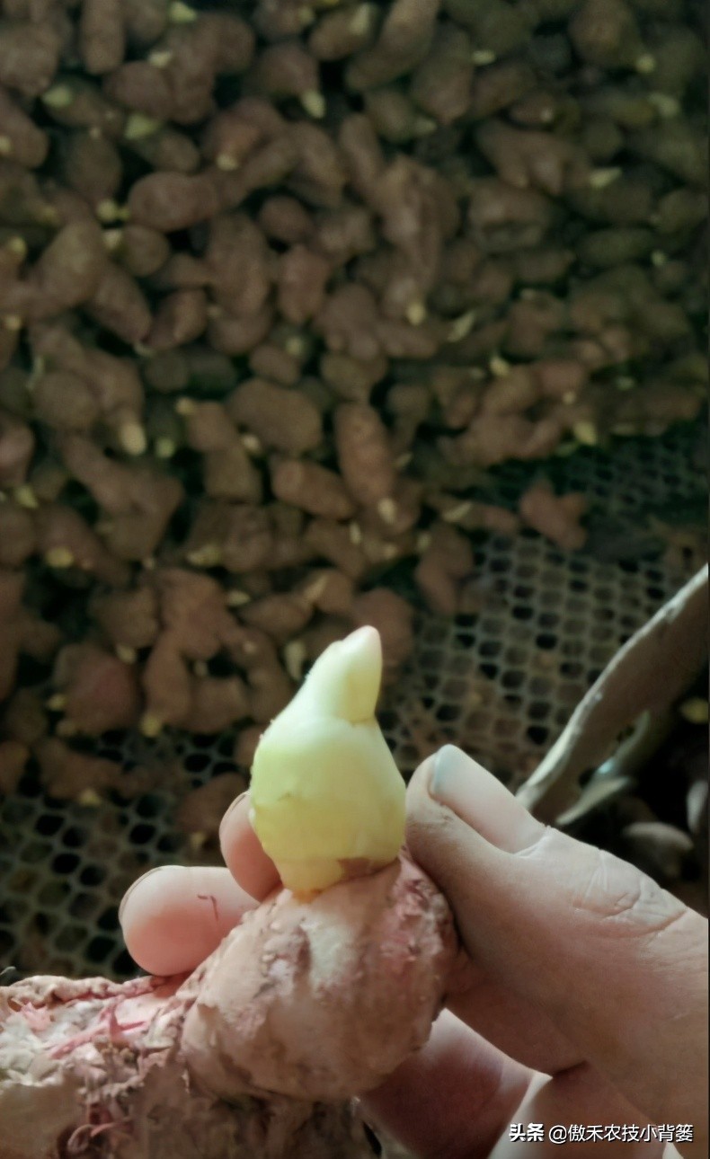 春季怎样种植生姜,春季能种生姜吗